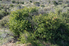 Prunus ilicifolia ilicifolia