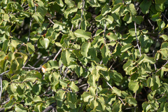 Prunus ilicifolia ilicifolia