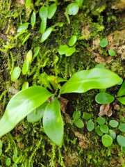Pyrrosia adnascens