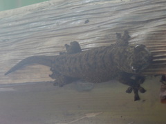 Ailuronyx seychellensis