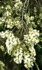 Melaleuca styphelioides