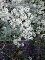 Helichrysum petiolare