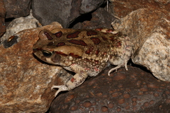 Sclerophrys garmani