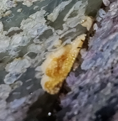 Evasterias troschelii