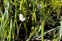 Aponogeton natalensis