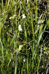 Aponogeton natalensis