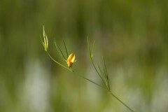 Argyrolobium harveyanum