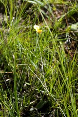 Argyrolobium harveyanum