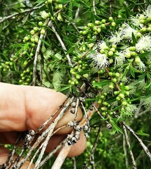 Melaleuca styphelioides