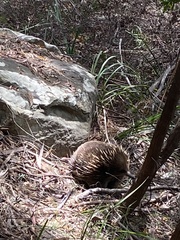 Tachyglossus aculeatus setosus