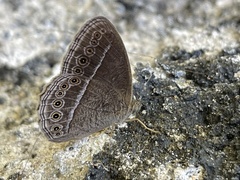 Mycalesis janardana