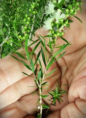 Melaleuca styphelioides