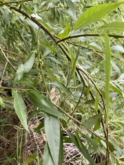 Salix
