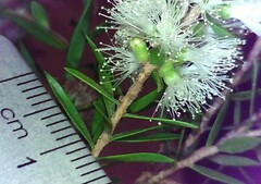 Melaleuca styphelioides