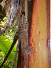 Ailuronyx seychellensis