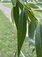 Salix