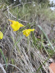 Calochortus pulchellus
