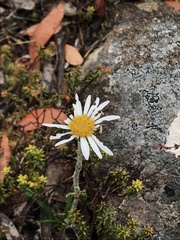 Celmisia asteliifolia