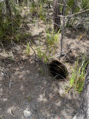 Tachyglossus aculeatus setosus