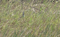 Porphyrio flavirostris