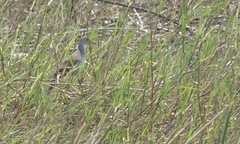 Porphyrio flavirostris