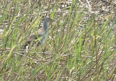 Porphyrio flavirostris