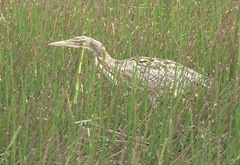 Botaurus pinnatus