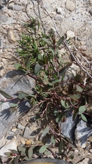 Polygonum fowleri