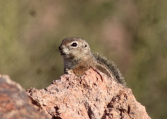 Ammospermophilus harrisii