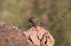 Ammospermophilus harrisii