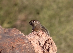 Ammospermophilus harrisii