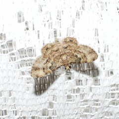 Gymnoscelis lophopus