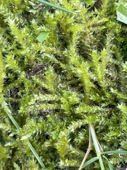 Rhynchostegium megapolitanum