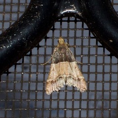 Pyralis pictalis