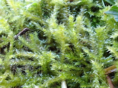 Rhynchostegium megapolitanum