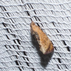 Cryptophlebia ombrodelta