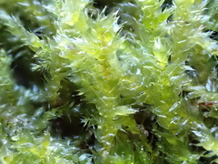 Rhynchostegium megapolitanum