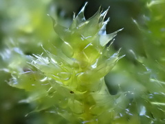 Rhynchostegium megapolitanum