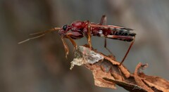 Ectomocoris decoratus