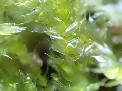 Rhynchostegium megapolitanum