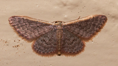 Idaea costaria