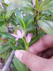 Crowea