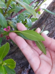 Crowea