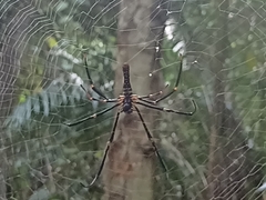 Nephila pilipes