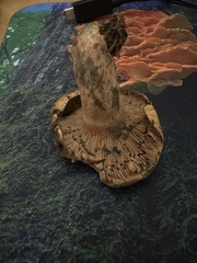 Lactarius rubrilacteus