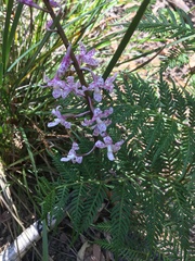 Dipodium pardalinum