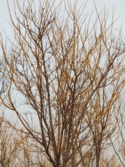 Styphnolobium japonicum