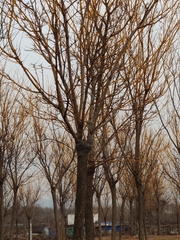 Styphnolobium japonicum