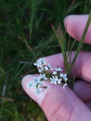 Platysace linearifolia