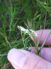 Platysace linearifolia